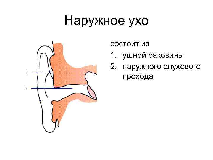 Наружное ухо состоит из 1. ушной раковины 2. наружного слухового прохода 