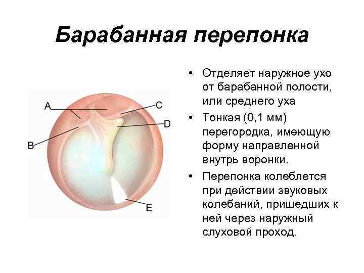 Барабанная перепонка • Отделяет наружное ухо от барабанной полости, или среднего уха • Тонкая