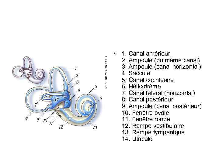  • 1. Canal antérieur 2. Ampoule (du même canal) 3. Ampoule (canal horizontal)