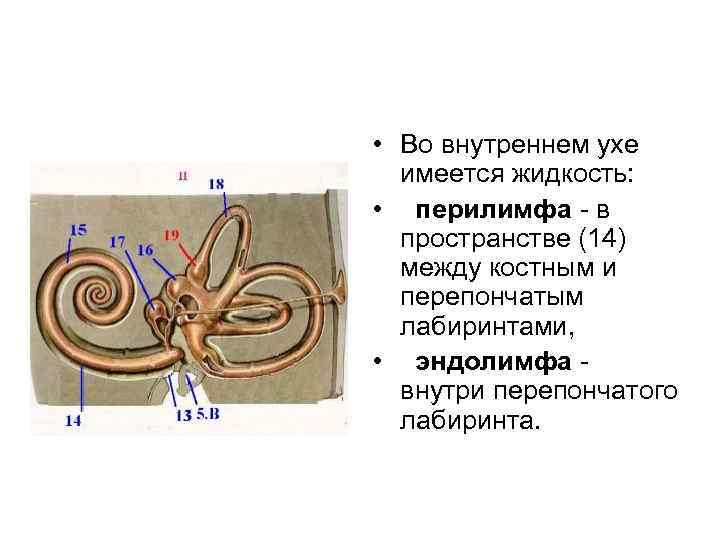  • Во внутреннем ухе имеется жидкость: • перилимфа - в пространстве (14) между