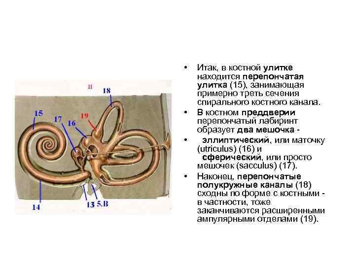  • • Итак, в костной улитке находится перепончатая улитка (15), занимающая примерно треть