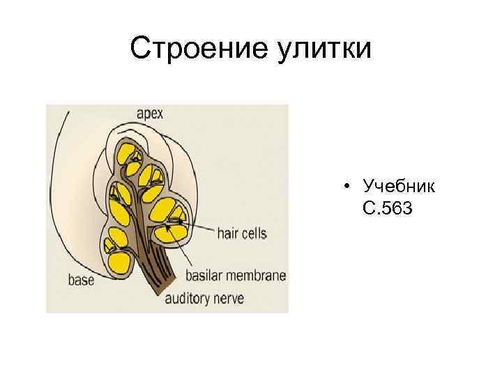 Строение улитки • Учебник С. 563 