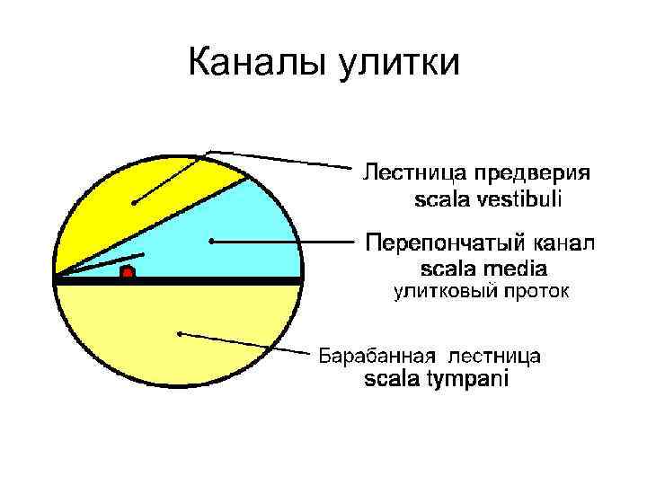 Каналы улитки 