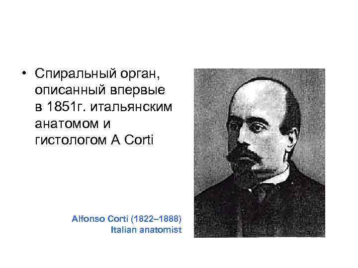  • Спиральный орган, описанный впервые в 1851 г. итальянским анатомом и гистологом A