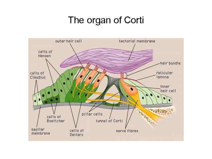 The organ of Corti 