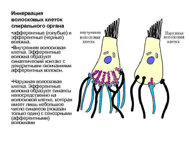 Иннервация волосковых клеток спирального органа • афферентные (голубые) и эфферентные (черные) волокна. • Внутренняя