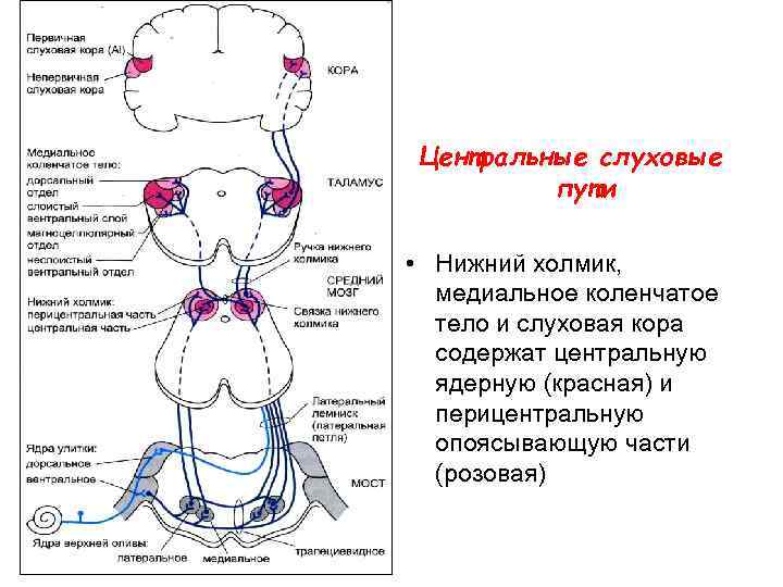 Центральные слуховые пути • Нижний холмик, медиальное коленчатое тело и слуховая кора содержат центральную