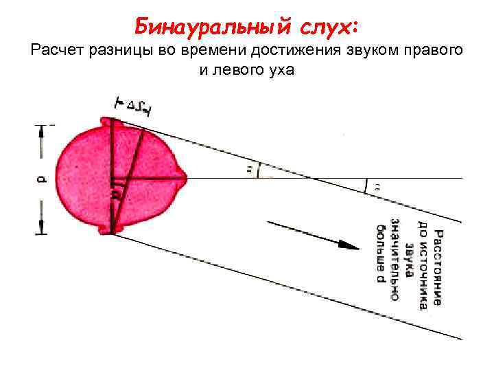 Бинауральный слух: Расчет разницы во времени достижения звуком правого и левого уха 