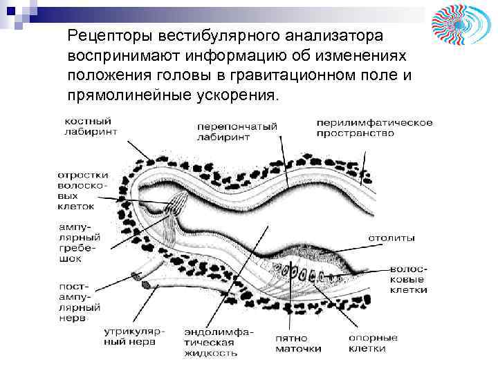 Рецепторы вестибулярного анализатора воспринимают информацию об изменениях положения головы в гравитационном поле и прямолинейные