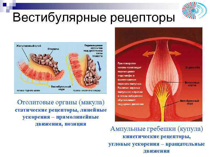 Вестибулярные рецепторы Отолитовые органы (макула) статические рецепторы, линейные ускорения – прямолинейные движения, позиция Ампульные