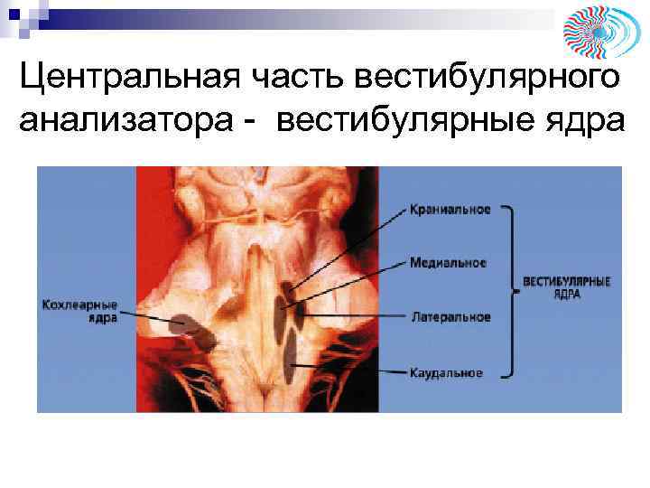 Центральная часть вестибулярного анализатора - вестибулярные ядра 