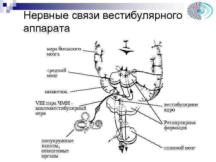 Нервные связи вестибулярного аппарата кора большого мозга средний мозг мозжечок VIII пара ЧМН кохлеовестибулярный