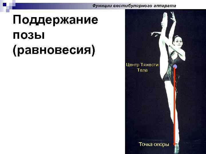 Функции вестибулярного аппарата Поддержание позы (равновесия) Центр Тяжести Тела Точка опоры 