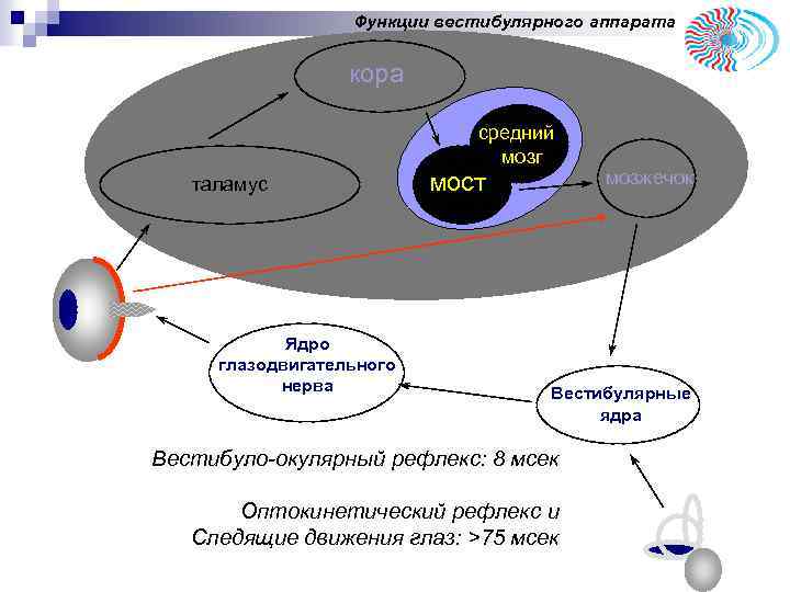 Функции вестибулярного аппарата кора таламус Ядро глазодвигательного нерва средний c мозг мост мозжечок Вестибулярные