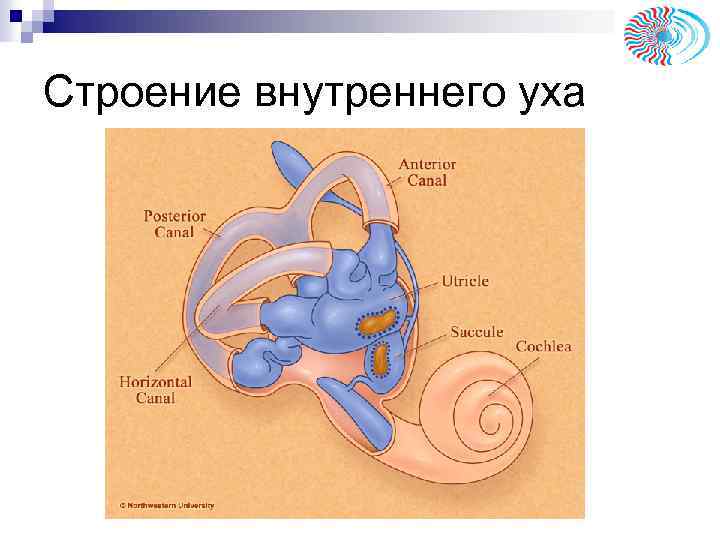 Строение внутреннего уха 