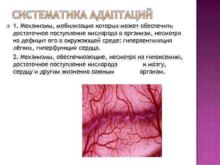  1. Механизмы, мобилизация которых может обеспечить достаточное поступление кислорода в организм, несмотря на