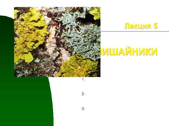 Лекция 5 ЛИШАЙНИКИ 1. 2. 3. Общая характеристика и строение лишайников Размножение лишайников Распространение