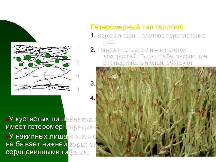 Имеют недифференцированный таллом могут иметь. Харовые водоросли Тип таллома. Таллом лишайника. Типы талломов лишайников. Гетеромерные лишайники.