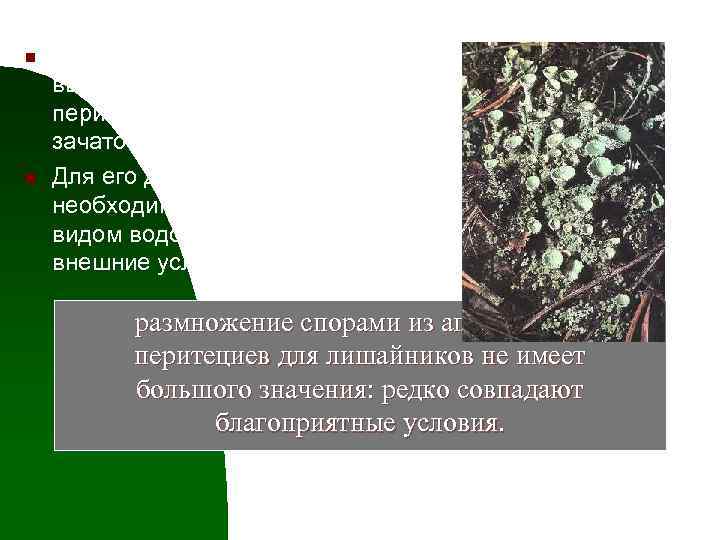 n n Споры лишайникового гриба, выбрасываемые из апо- или перитециев, прорастают в гифы зачаточного
