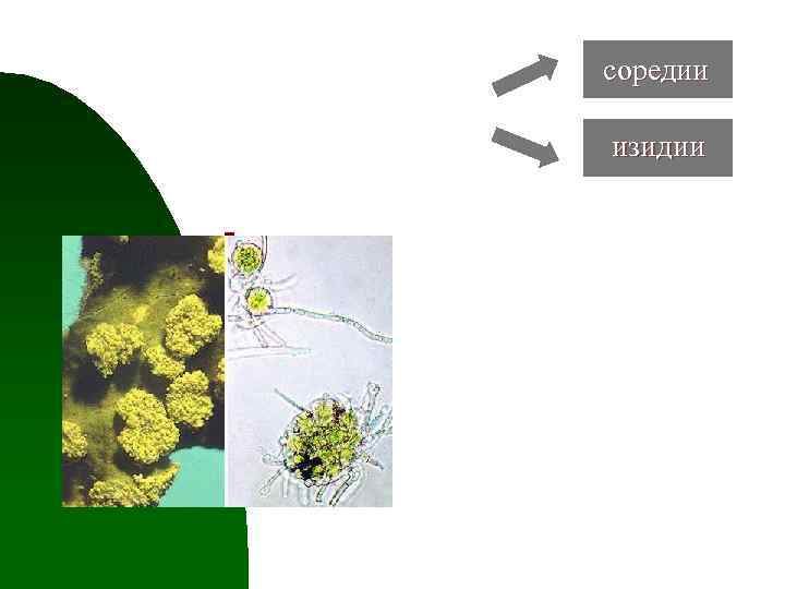 соредии изидии n 2. Соредии – мельчайшие пылевидные образования u 1 или несколько клеток
