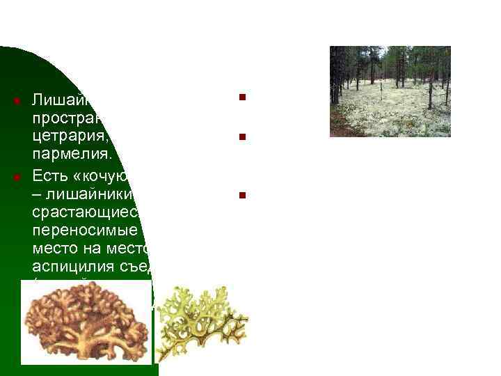 Эпигейные лишайники n n Лишайники открытых пространств: пельтигера, цетрария, кладония, пармелия. Есть «кочующие» формы