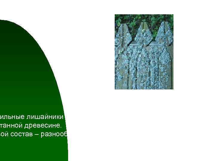 ильные лишайники поселяются на обнаженной или танной древесине. вой состав – разнообразный. 