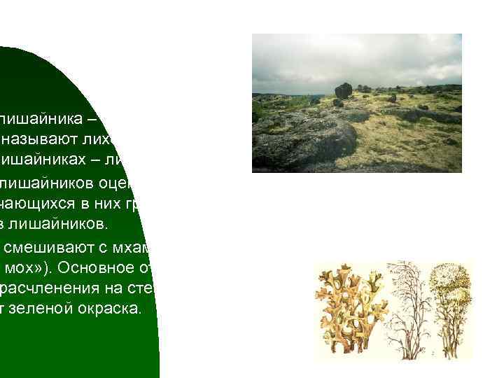 лишайника – таллом гриба, называют лихенизированными лишайниках – лихенология. лишайников оценивается по чающихся в