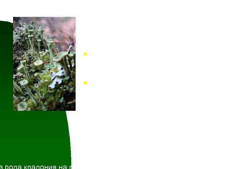 n Для некоторых лишайников характерна промежуточная форма строения: u первичный таллом – накипной или