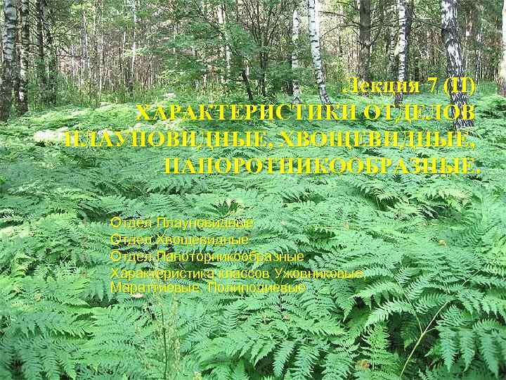 Лекция 7 (II) ХАРАКТЕРИСТИКИ ОТДЕЛОВ ПЛАУНОВИДНЫЕ, ХВОЩЕВИДНЫЕ, ПАПОРОТНИКООБРАЗНЫЕ. 1. 2. 3. 4. Отдел Плауновидные