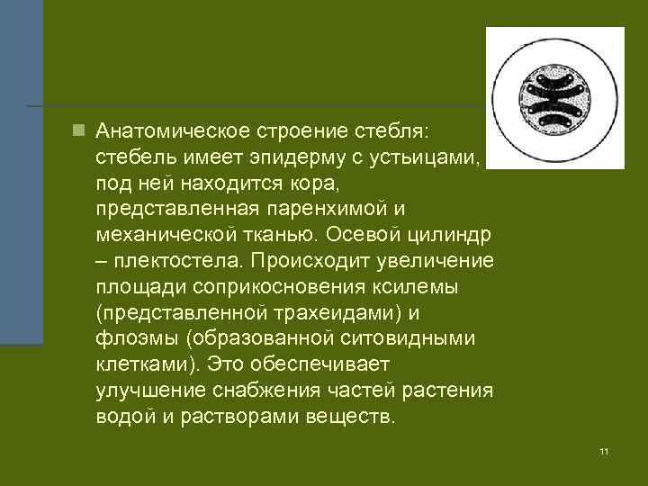 n Анатомическое строение стебля: стебель имеет эпидерму с устьицами, под ней находится кора, представленная