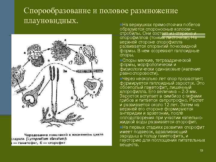 Отдел плауновидные рисунок