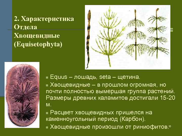 2. Характеристика Отдела Хвощевидные (Equisetophyta) Equus – лошадь, seta – щетина. n Хвощевидные –