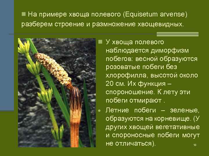 n На примере хвоща полевого (Equisetum arvense) разберем строение и размножение хвощевидных. n У