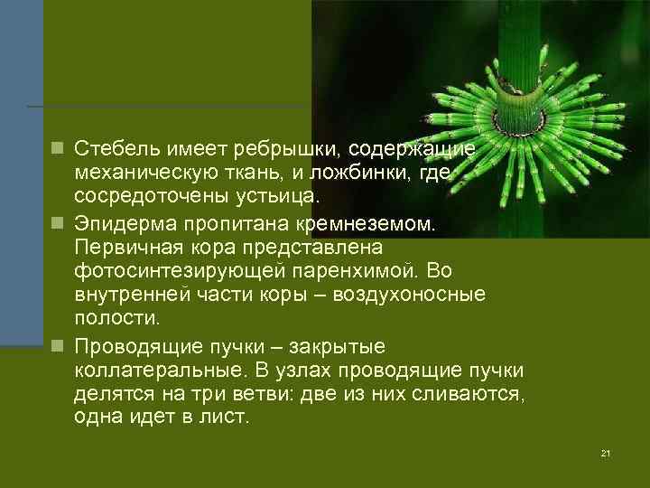 n Стебель имеет ребрышки, содержащие механическую ткань, и ложбинки, где сосредоточены устьица. n Эпидерма