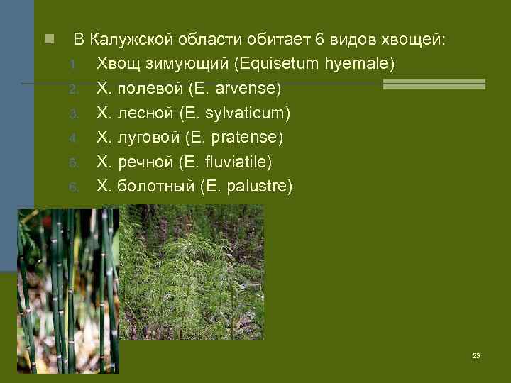 n В Калужской области обитает 6 видов хвощей: 1. Хвощ зимующий (Equisetum hyemale) 2.