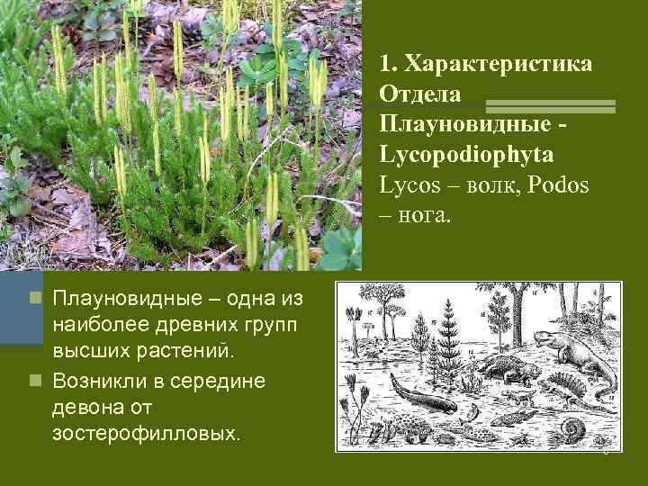 1. Характеристика Отдела Плауновидные Lycopodiophyta Lycos – волк, Podos – нога. n Плауновидные –
