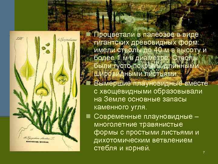 n Процветали в палеозое в виде гигантских древовидных форм: имели стволы до 40 м