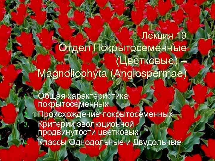 Лекция 10. Отдел Покрытосеменные (Цветковые) – Magnoliophyta (Angiospermae) Общая характеристика покрытосеменных 2. Происхождение покрытосеменных