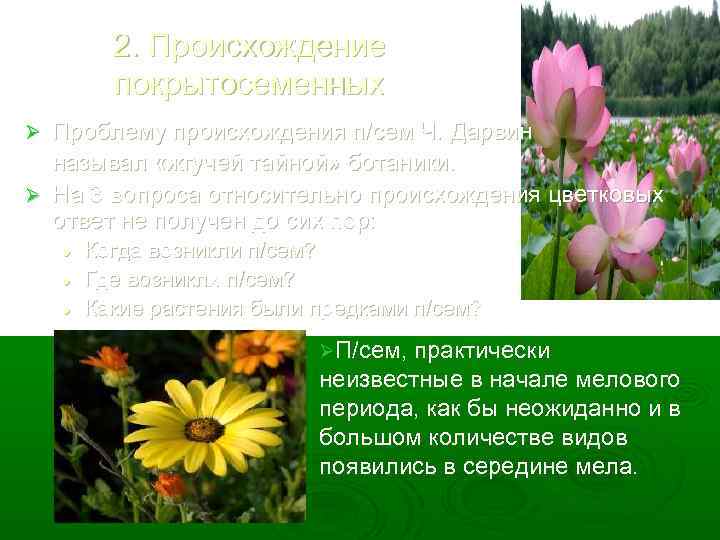 2. Происхождение покрытосеменных Проблему происхождения п/сем Ч. Дарвин называл «жгучей тайной» ботаники. Ø На