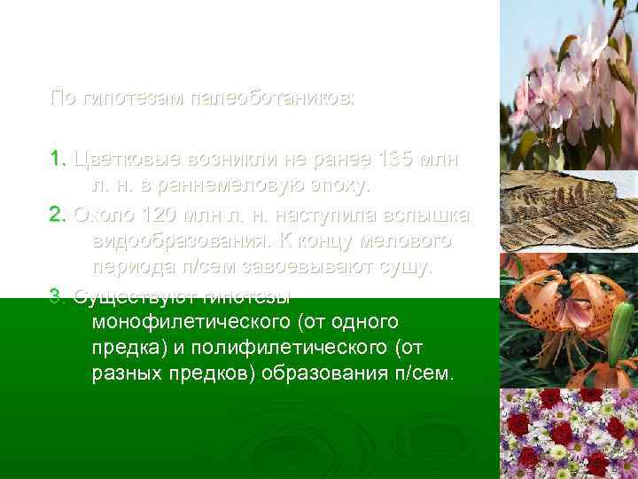 По гипотезам палеоботаников: 1. Цветковые возникли не ранее 135 млн л. н. в раннемеловую