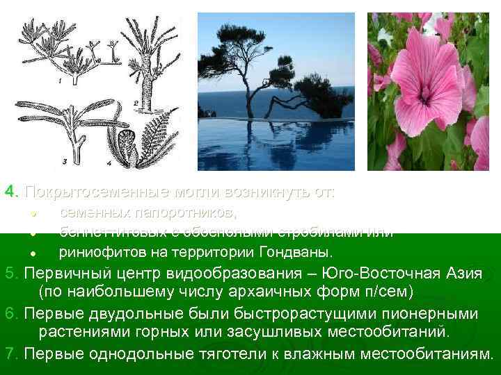 4. Покрытосеменные могли возникнуть от: l l l семенных папоротников, беннеттитовых с обоеполыми стробилами