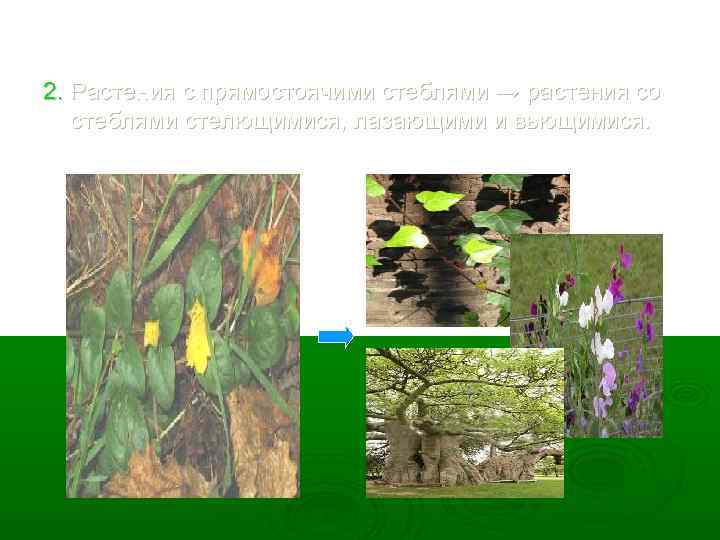 2. Растения с прямостоячими стеблями → растения со стеблями стелющимися, лазающими и вьющимися. 