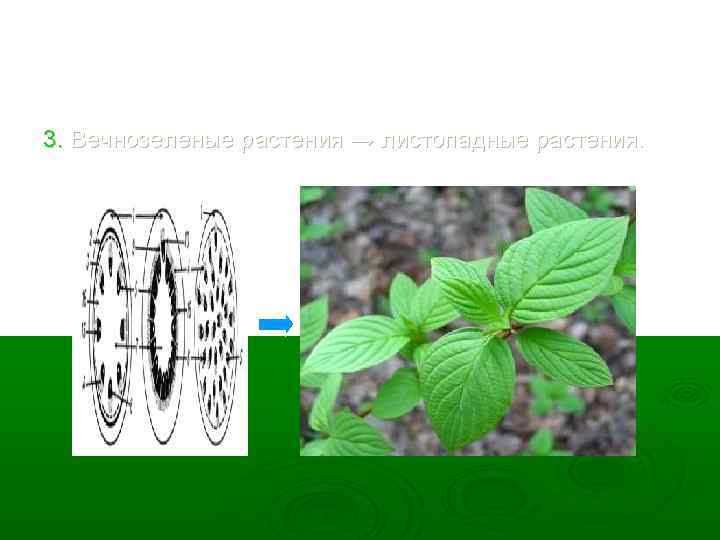 3. Вечнозеленые растения → листопадные растения. 