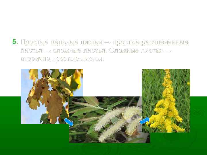 5. Простые цельные листья → простые расчлененные листья → сложные листья. Сложные листья →