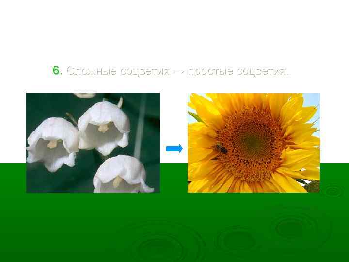 6. Сложные соцветия → простые соцветия. 
