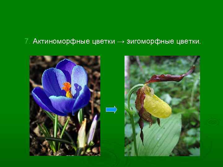 7. Актиноморфные цветки → зигоморфные цветки. 