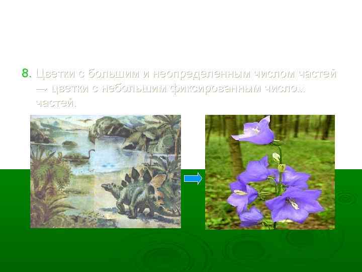 8. Цветки с большим и неопределенным числом частей → цветки с небольшим фиксированным числом