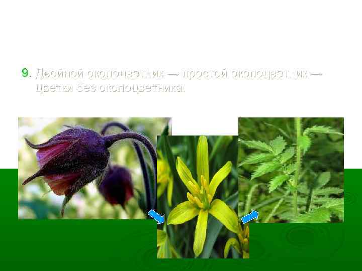 9. Двойной околоцветник → простой околоцветник → цветки без околоцветника. 