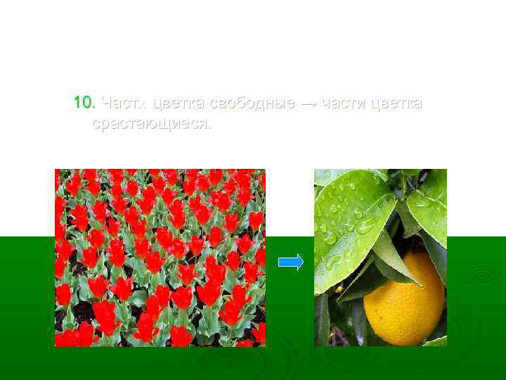10. Части цветка свободные → части цветка срастающиеся. 