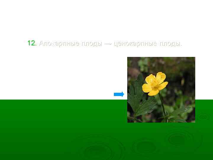12. Апокарпные плоды → ценокарпные плоды. 